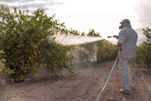 Best Emergency Pest Control  in Ville Ptte, LA